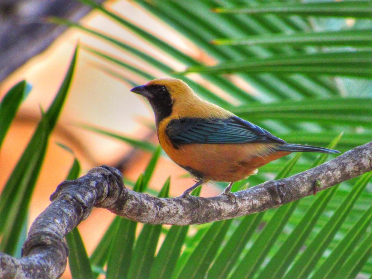 Pousada Anaue Cipo Serra do Cipo National Park エクステリア 写真