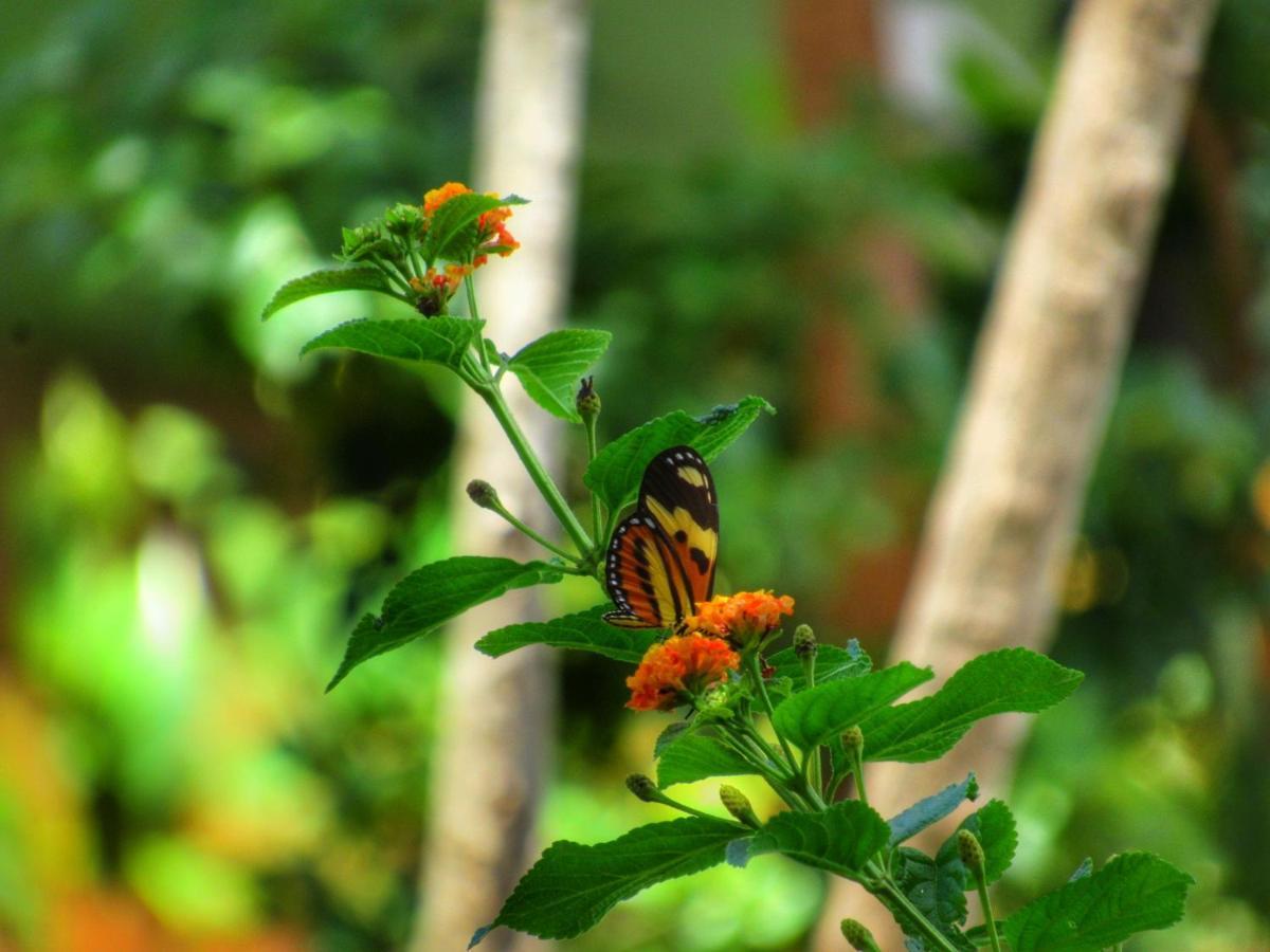 Pousada Anaue Cipo Serra do Cipo National Park エクステリア 写真