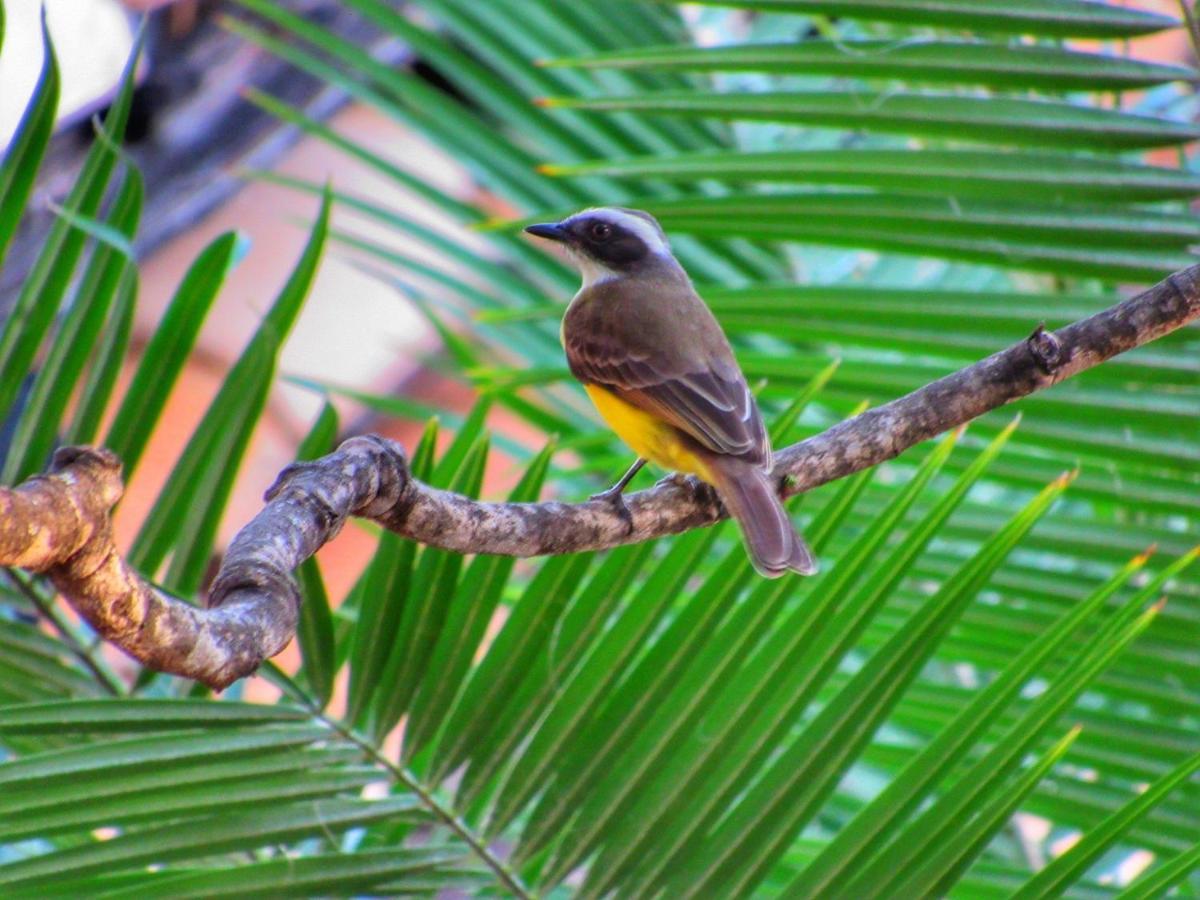 Pousada Anaue Cipo Serra do Cipo National Park エクステリア 写真